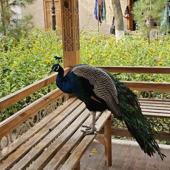 Фотография 1 - Бухара