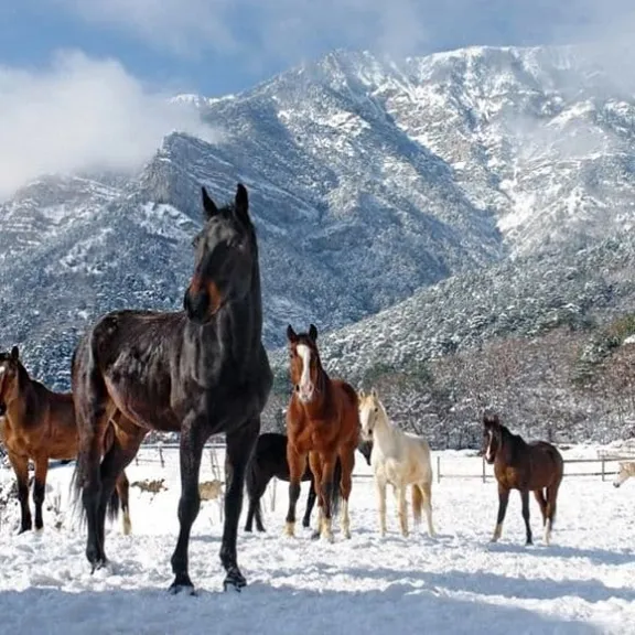Фотография 4 - Древний храм, плато Буруш-Сырты и  конная прогулка