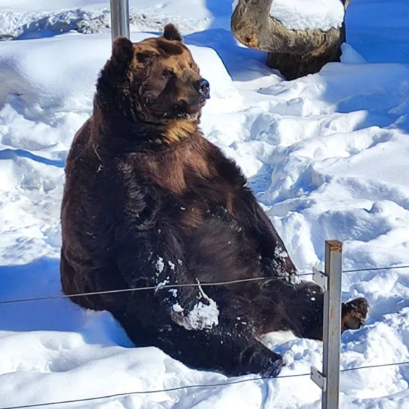 Фотография 4 - Ущелье Джамагат + Тебердинский заповедник